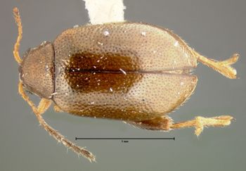 Media type: image;   Entomology 8265 Aspect: habitus dorsal view